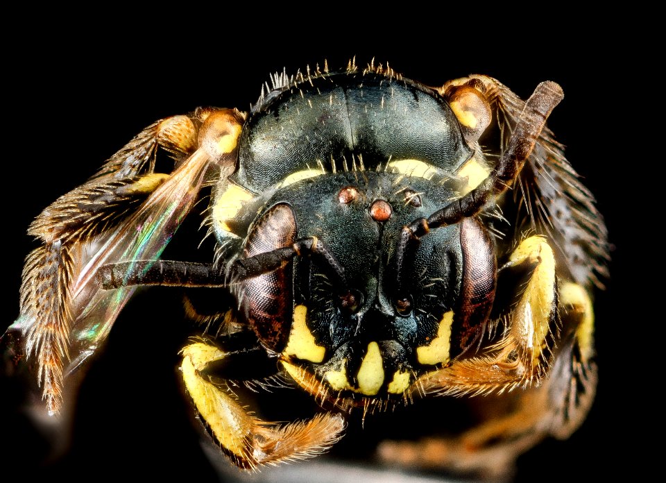Perdita octomaculata, F, face, Maryland, Anne Arundel Co 2013-04-10-14.07.47 ZS PMax