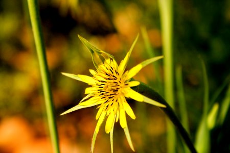 Yellow Sun