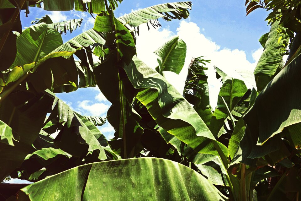 Green summer tropical
