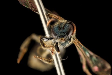 Lasioglossum oblongum, F, Face, WI, Eau Claire County 2014-03-07-13.03.02 ZS PMax