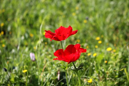 Flower red meadow photo