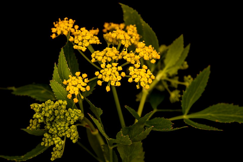 Zizia aurea, Golden Alexanders, Howard County, Md,  2018-05-18-00.21.15 ZS