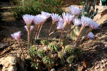 Ceres Bunch