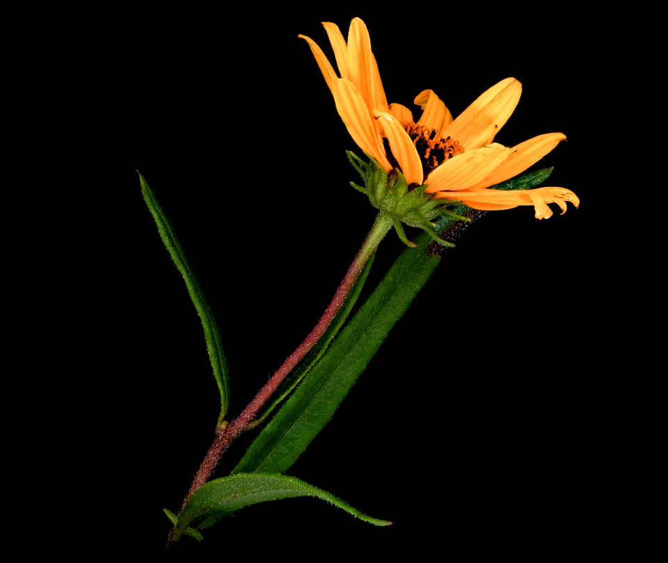 Helianthus angustifolius L. 3, Swamp Sunflower, Howard County, Md, Helen Lowe Metzman 2019-10-23-15.47.30 ZS PMax UDR-Recovered
