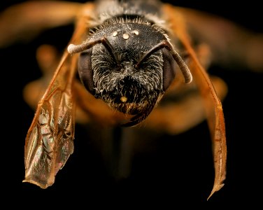 Halictus ligatus, gynandromorph, face, Maine 2017-06-16-15.49