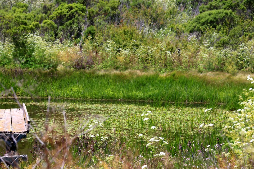 A pond on Watsonville Slough Farm.