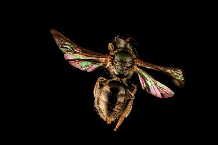 Lasioglossum Versans, f, back, Washington Co ME 2019-03-21-21.01.35 ZS PMax UDR