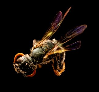 Conanthalictus conanthi, m, back, Cochise Co., AZ 2017-05-26-18.58
