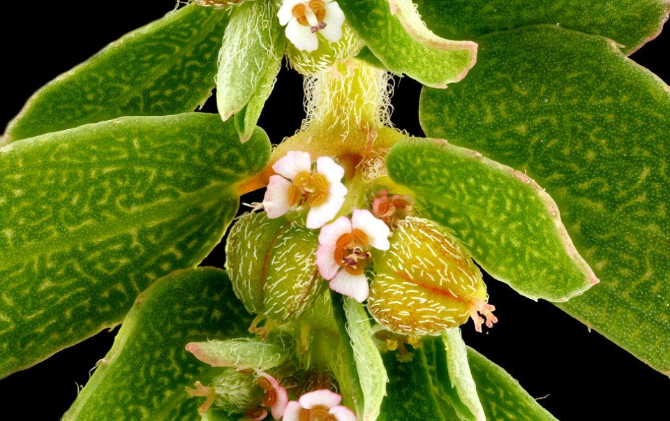 Chamaesyce-maculata,Spotted-Spurge,-flowers 2012-08-02-16.36.33-ZS-PMax
