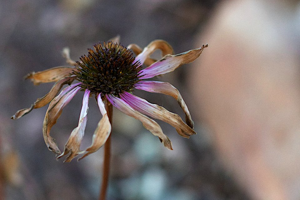 2017/365/340 Remember the Echinacea