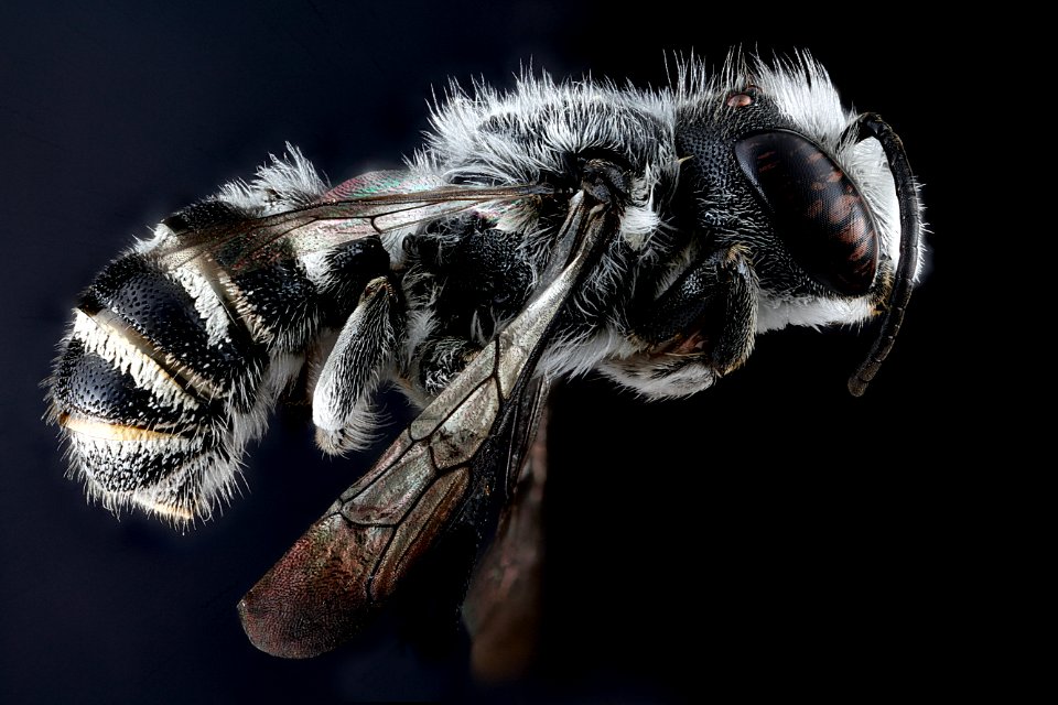 Megachile-campanulae,-male,-side 2012-07-06-18.36.13-ZS-PMax photo