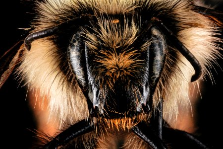 Bombus flavifrons, unknown, face 2012-07-25-12.54