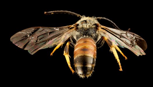 Lasioglossum albipes, s, france, back 2014-11-02-01.07.36 ZS PMax