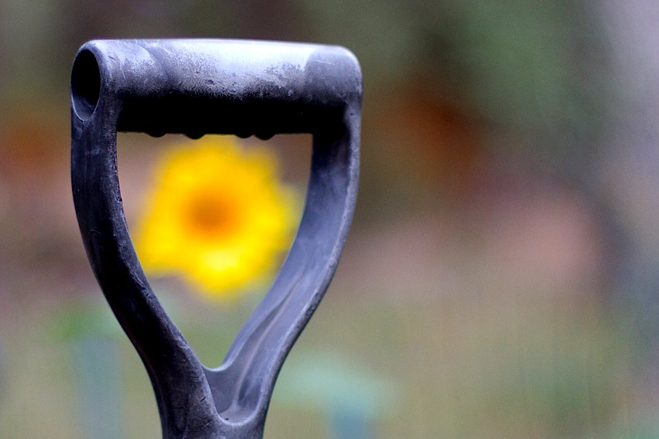 2014/365/195 I Can See The Sun[flower]