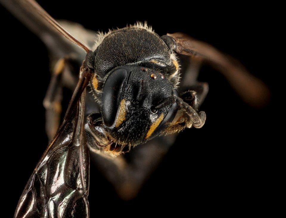 Hylaeus verticalis, F, face, Michigan, Keweenaw County 2014-11-25-10.17 photo