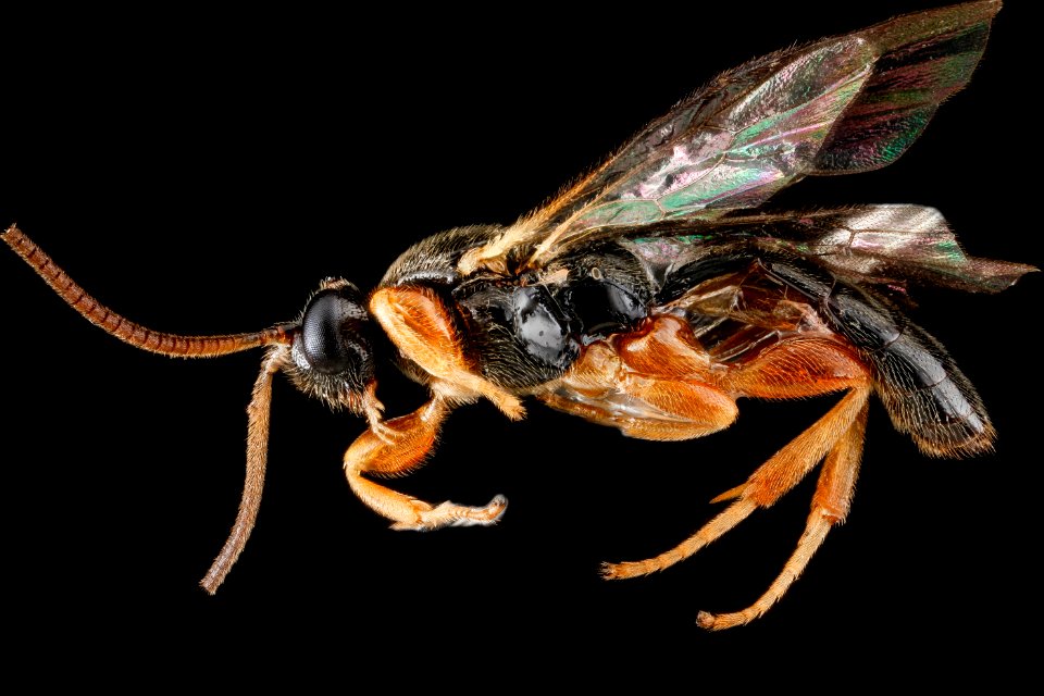 Metopiinae, side, Anne Arundel County 2012-09-26-16.13.10 ZS PMax