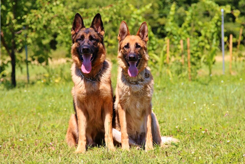 German shepherd hobby coupple