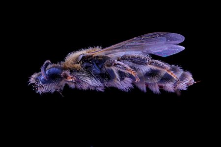 Dufourea marginata female side clean