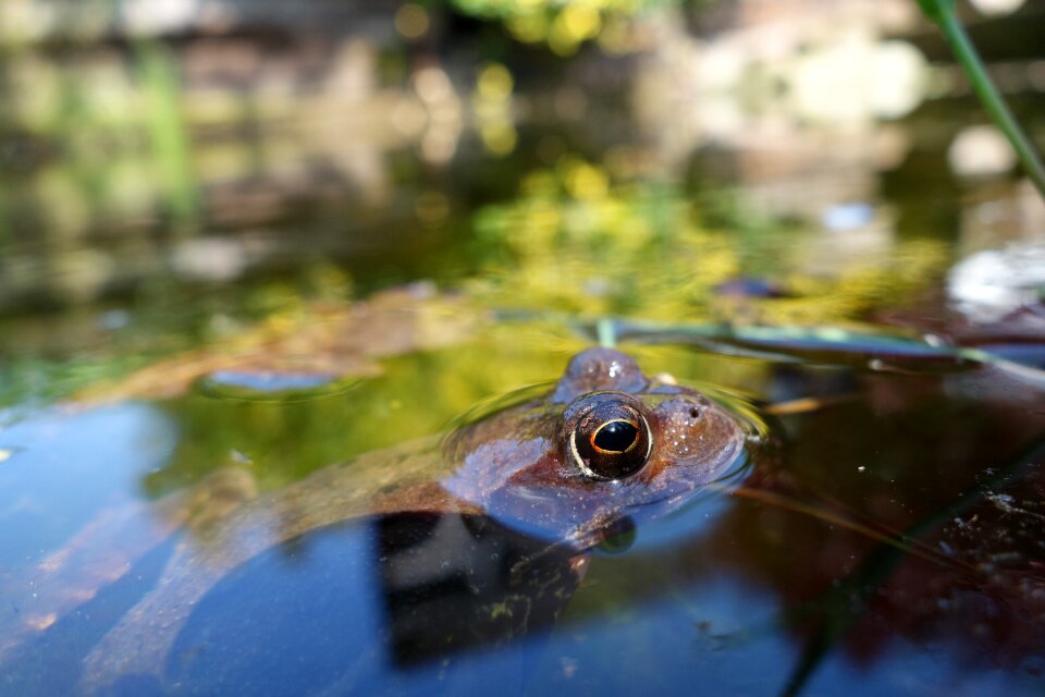 Water pond garden