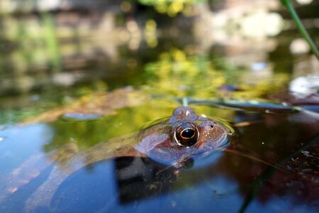 Water pond garden