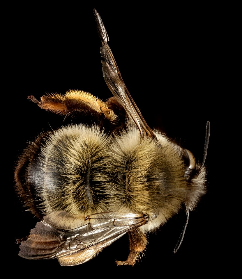 Anthophora rubricrus, F, Back, Greece, Aegean Islands 2014-12-09-14.08.09 ZS PMax