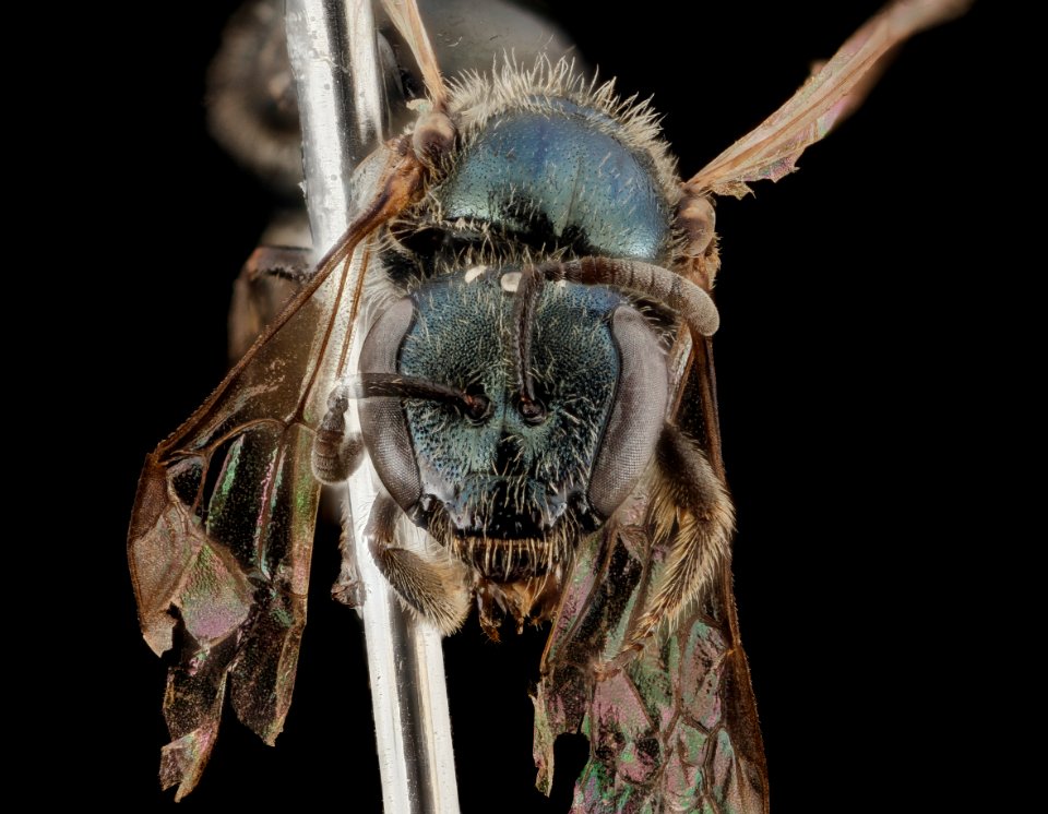 Lasioglossum marinense, F, Face, WA, San Juan County 2014-07-16-17.30