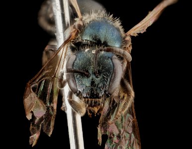 Lasioglossum marinense, F, Face, WA, San Juan County 2014-07-16-17.30