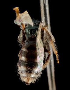Lasioglossum brunneiventre, F, Back, CA,  San Bernardino County 2014-09-29-13.56