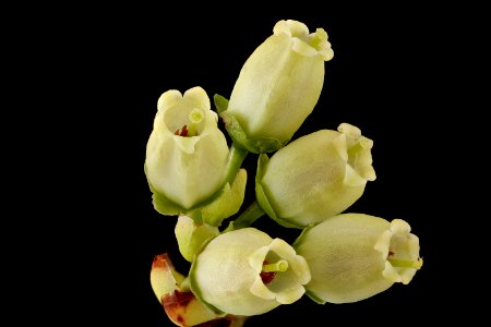 Vaccinium spp. 2 need to id  blueberry, WSSC, Howard County, Md, Helen Lowe Metzman 2019-10-23-11.23.15 ZS PMax UDR