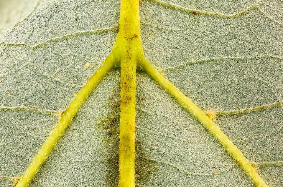 Tilia americana 4, American Basswood underside leaf, GFG, Howard County, Md, Helen Lowe Metzman 2018-06-20-23.25.04 ZS PMax UDR