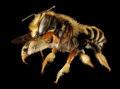 Megachile albitarsis, M, Side, FL, Torreya 2014-10-20-16.08