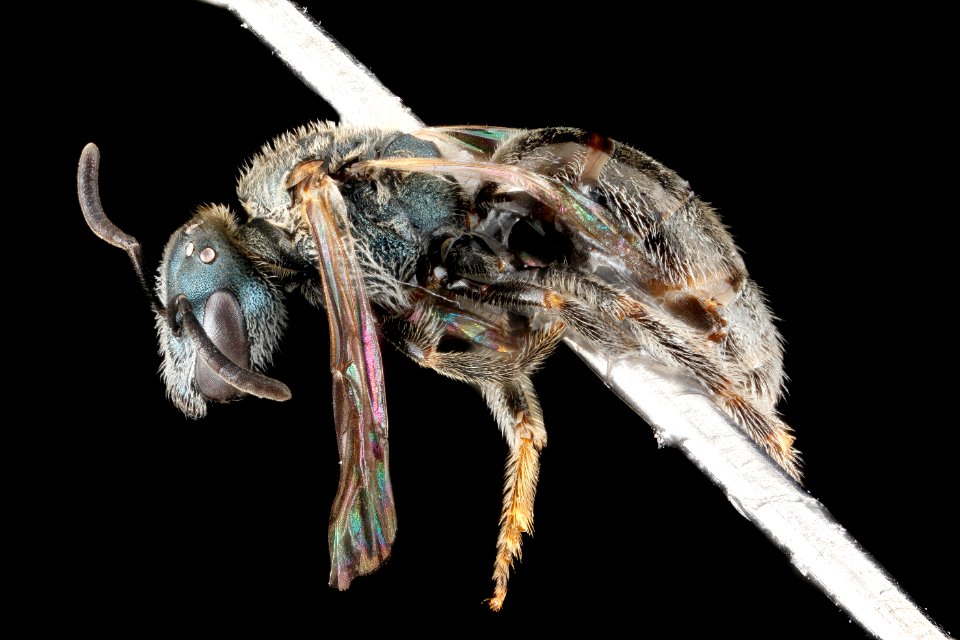 Lasioglossum tamiamense, F, side, Florida, St. Johns County 2013-03-07-15.01