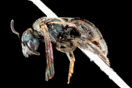 Lasioglossum tamiamense, F, side, Florida, St. Johns County 2013-03-07-15.01