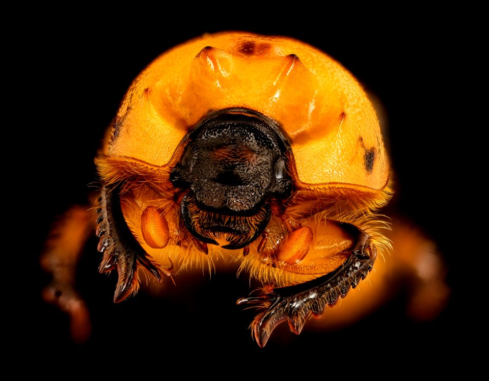 Bolbocerosoma tumefactum, yellow, PWRC, md Face 2018-07-04-18.16