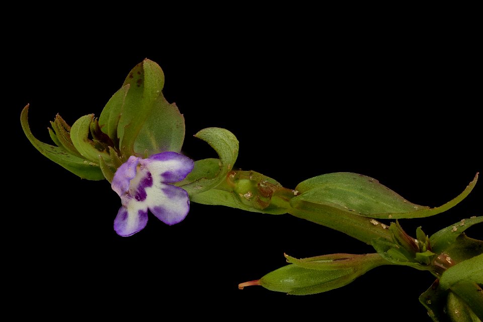Lindernia dubia (Linnaeus) Pennell, False Pimpernel, Howard County, Md, Helen Lowe Metzman 2019-10-23-17.42.24 ZS PMax UDR