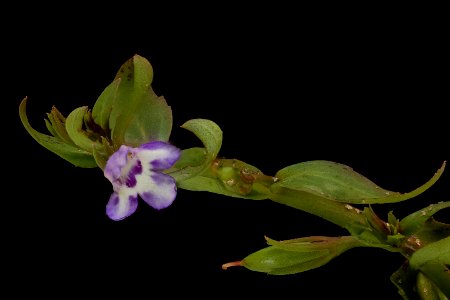 Lindernia dubia (Linnaeus) Pennell, False Pimpernel, Howard County, Md, Helen Lowe Metzman 2019-10-23-17.42.24 ZS PMax UDR