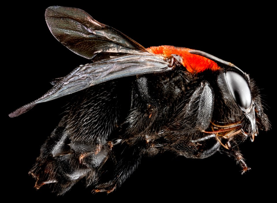 Centris, U, side, Dominican Republic 2012-11-30-15.55.18 ZS PMax