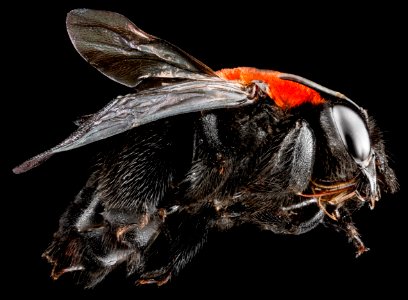 Centris, U, side, Dominican Republic 2012-11-30-15.55.18 ZS PMax photo