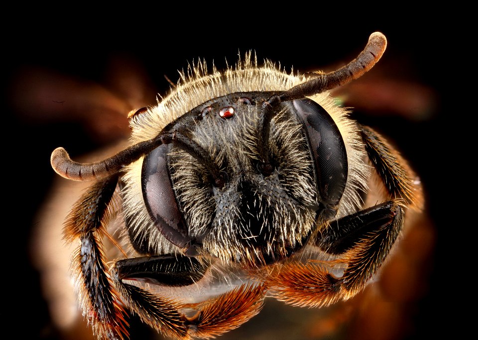 Andrena-fragilis,-female,-face 2012-06-11-15.36.30-ZS-PMax