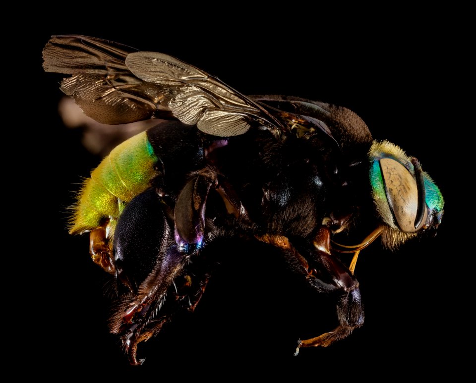 Eufriesea pulchra, m, side, guyana 2014-07-26-16.45.24 ZS PMax photo