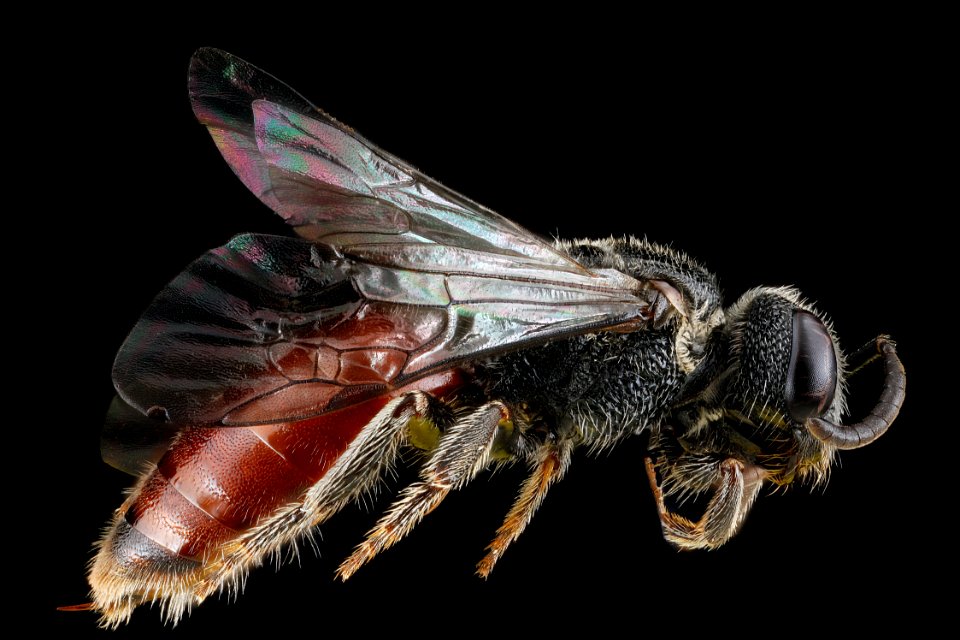 Sphecodes,-female.-right-side 2012-07-13-19.06.14-ZS-PMax
