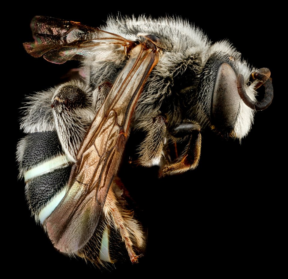 Nomia universitatis, M, side, South Dakota, Jackson County 2012-11-28-14.53.46 ZS PMax