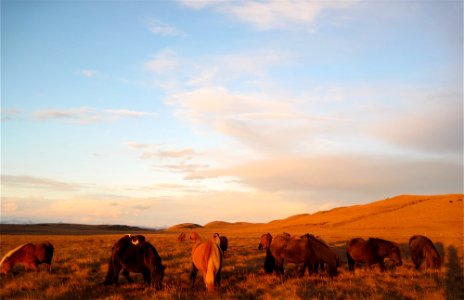 Sunset on Horses
