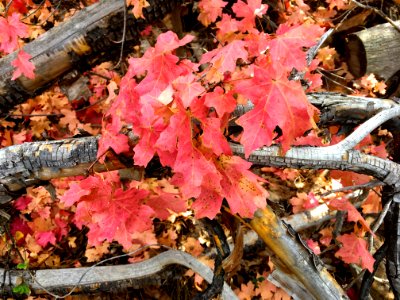 Arizona Maple photo