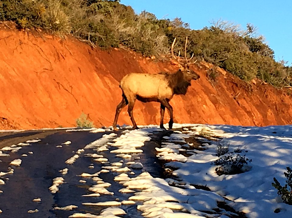 Why Did The Elk Cross The Road?