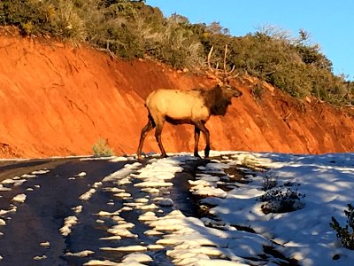 Why Did The Elk Cross The Road? photo