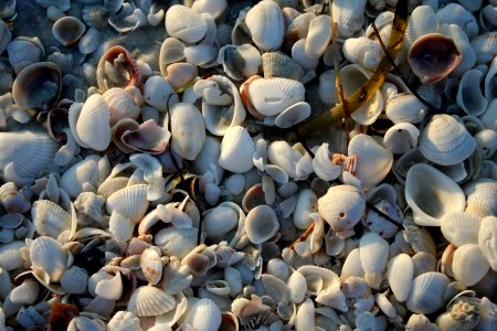 Shell Stuff 3