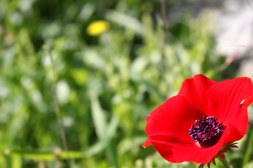 Flower red meadow