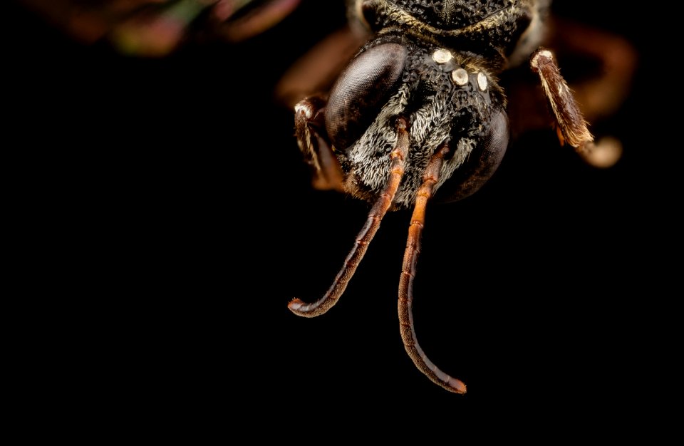 Coelioxoides waltheriae, f, peru, face 2014-08-09-10.59.51 ZS PMax