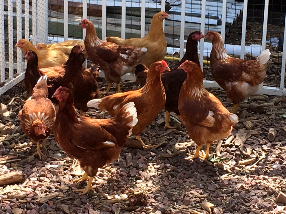Everyone is Talkig Abut Leo's Chicken Resort